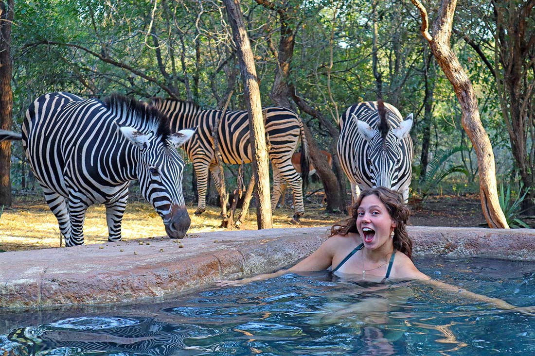 Zebra At The Pool